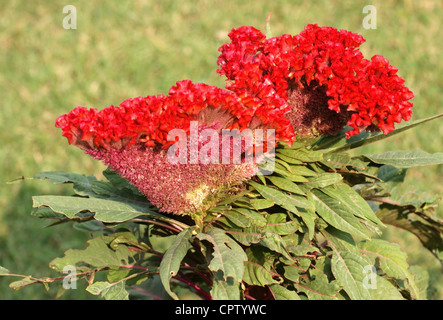 lebhafte rote Blume benannt gefiederte Hahnenkamm, gesehen in Indien Stockfoto