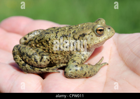 Gemeinsamen Kröte oder europäische Kröte Bufo Bufo auf der Seite Stockfoto