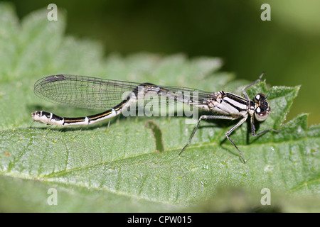 Gemeinsamen Blue Damselfly weibliche Enallagma Cyathigerum mit geknickt Bauch Stockfoto