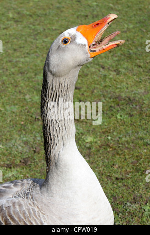 Graugans Gans Anser Anser Hupen Stockfoto