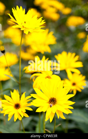 Rudbeckia-Blume, Asteraceae, oder Sonnenhut und Hoverfly sammeln Nektar im Bauerngarten am Swinbrook in Cotswolds, UK Stockfoto