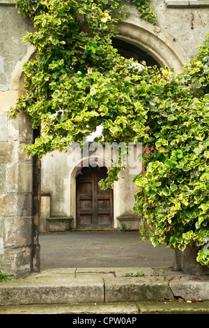 Englisch Efeu, gemeinsame Efeu (Hedera Helix) wächst über Kirchhof Bogen, London, UK Stockfoto