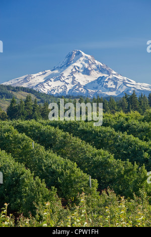 Hood River County, Oregon Blick auf Schnee bedeckt Gipfel des Mount Hood über die Obstplantagen der Hood River Valley Stockfoto