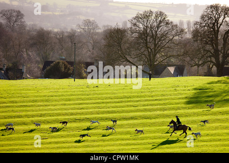 Jagdhunden The Heythrop Hunt in der Nähe von Stow-on-the-Wold, Gloucestershire für das traditionelle Neujahr Jagd gerecht zu werden, Cotswolds, UK Stockfoto