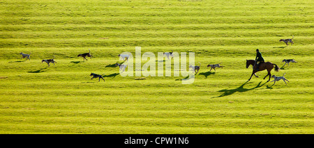 Jagdhunden The Heythrop Hunt in der Nähe von Stow-on-the-Wold, Gloucestershire für das traditionelle Neujahr Jagd gerecht zu werden, Cotswolds, UK Stockfoto