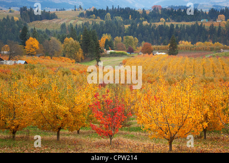 Oregon-Obstgarten (Bartlett Birne) in leuchtenden Herbstfarben mit Bauernhof Grate der Hood River Valley in der Ferne Stockfoto