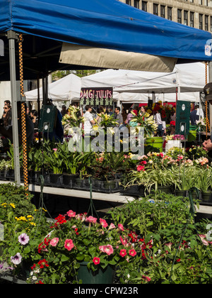 Blume Wohnungen, Union Square Greenmarket, NYC Stockfoto