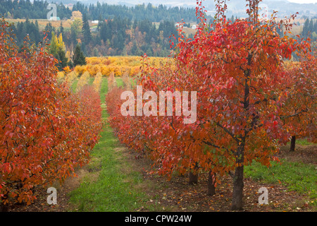 Oregon-Obstgarten (Bartlett Birne) in leuchtenden Herbstfarben mit Bauernhof Grate der Hood River Valley in der Ferne Stockfoto