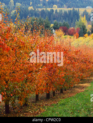 Obstgarten (Bartlett Birnen) in leuchtenden Herbstfarben mit Bauernhof Bergrücken der Hood River Valley, Oregon in der Ferne Stockfoto