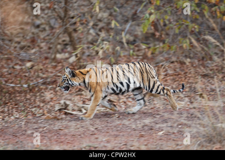 Telia Tigerin Jungtier ca. 3 bis 4 Monate alt in Tadoba Wald, Indien. Stockfoto