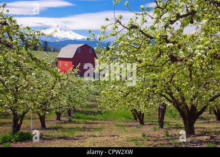 Hood River County, OR Birnenbäume in Blüte mit roten Scheune und Mt. Hood in der Hood River Valley Stockfoto