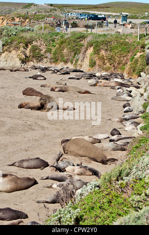 Die nördlichen See-Elefanten, Mirounga Angustirostris am Piedras Blancas Rookery an der zentralen Küste von Kalifornien. Stockfoto