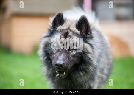 Eurasier Hund draußen laufen Stockfoto