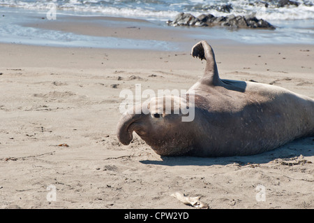 Die nördlichen See-Elefanten, Mirounga Angustirostris am Piedras Blancas Rookery an der zentralen Küste von Kalifornien. Stockfoto