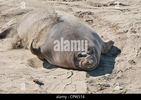 Die nördlichen See-Elefanten, Mirounga Angustirostris am Piedras Blancas Rookery an der zentralen Küste von Kalifornien. Stockfoto