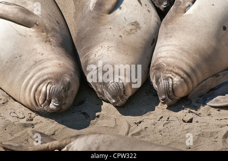 Die nördlichen See-Elefanten, Mirounga Angustirostris am Piedras Blancas Rookery an der zentralen Küste von Kalifornien. Stockfoto