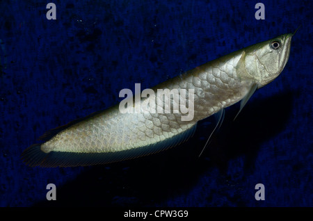 Silber arowana Süßwasser bonytongue Fische aus dem Amazonas Fluss schwimmen in einem Aquarium Stockfoto