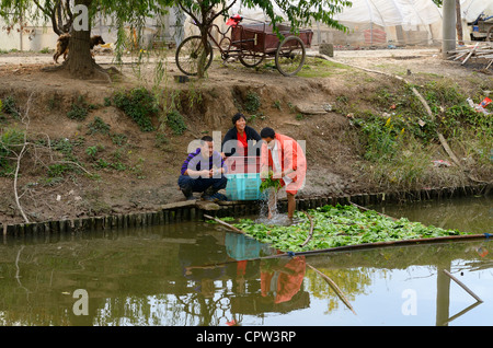 Gewächshaus-Arbeiter am Pudong Kanal waschen Salat neben Shanghai Lingkong Garten Peoples Republic Of China Stockfoto