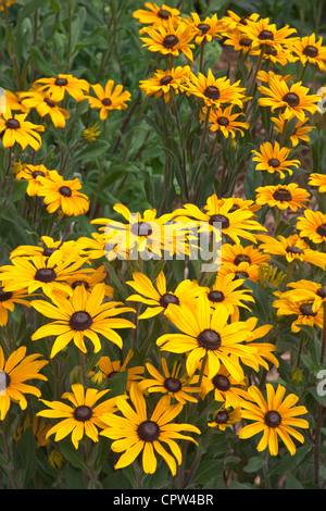 Vashon Island, WA: Cluster von kultivierten Sonnenhut im Sommergarten Stockfoto