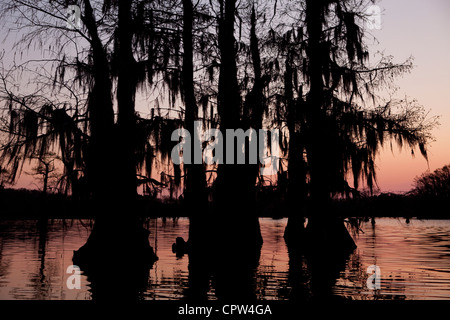 Frühmorgens am Caddo Lake, Texas und Louisiana Boarder Stockfoto