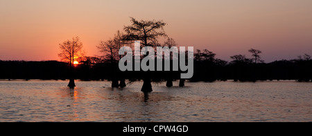 Frühmorgens am Caddo Lake, Texas und Louisiana Boarder Stockfoto