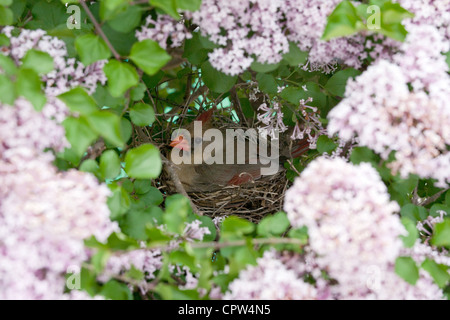 Nördlicher Kardinalvogel songbird im Nest brütet Eier nisten in lila Blüten Blüten blühen Stockfoto