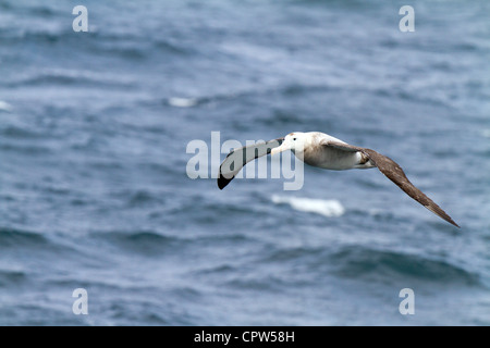 Juvenile Wanderalbatros im Flug, Scotia Meer, Südatlantik Stockfoto