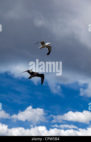 Erwachsenen Kelp Gull und Juvenile Kelp Möwe im Flug, Stanley, Falkland-Inseln Stockfoto