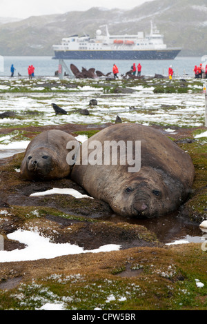 See-Elefanten und antarktischen Seebären an Stromness Walfang-Station im Schnee Stockfoto