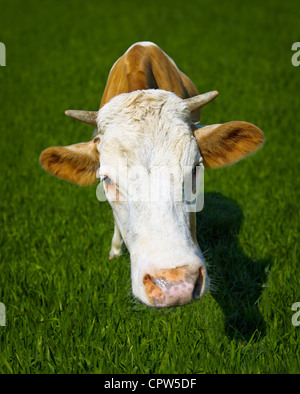 Lustige Kuh auf der Wiese - ein Porträt von einer Nahaufnahme Stockfoto