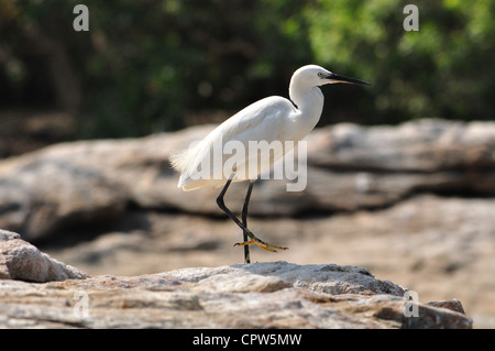 Seidenreiher Stockfoto