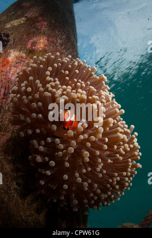 Anenomenfish am Pier, Lankayan, Sabah, Malaysia Stockfoto