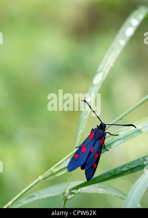 Sechs-Spot Burnet sitzen auf Grashalmen Stockfoto