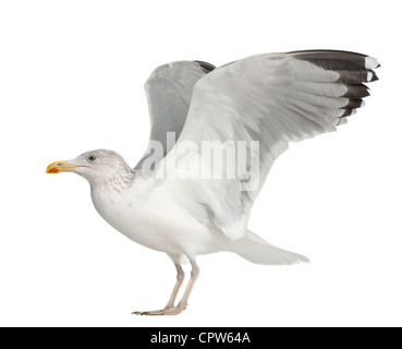 Europäische Silbermöwe, Larus Argentatus, 4 Jahre alt, im Winterkleid vor weißem Hintergrund Stockfoto