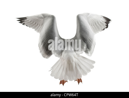 Europäische Silbermöwe, Larus Argentatus, 4 Jahre alt, im Winterkleid ausziehen vor weißem Hintergrund Stockfoto