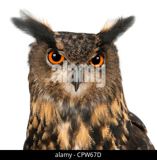 Eurasische Uhu, Bubo Bubo, 15 Jahre alt, Portrait vor weißem Hintergrund Stockfoto