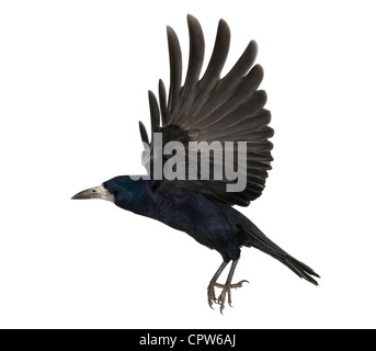 Rook, Corvus Frugilegus, 3 Jahre alt, auf der Flucht vor weißem Hintergrund Stockfoto