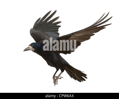 Rook, Corvus Frugilegus, 3 Jahre alt, auf der Flucht vor weißem Hintergrund Stockfoto