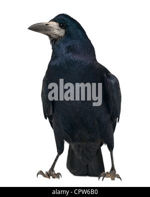 Rook, Corvus Frugilegus, 3 Jahre alt, vor weißem Hintergrund Stockfoto