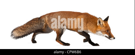 Rotfuchs Vulpes Vulpes, 4 Jahre alt, zu Fuß vor weißem Hintergrund Stockfoto