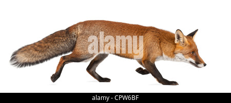 Rotfuchs Vulpes Vulpes, 4 Jahre alt, zu Fuß vor weißem Hintergrund Stockfoto