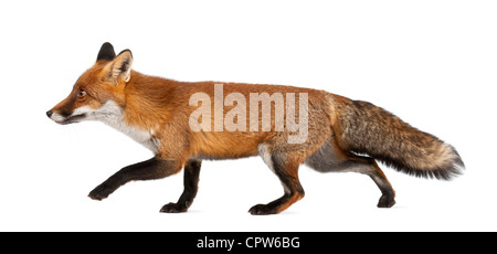 Rotfuchs Vulpes Vulpes, 4 Jahre alt, zu Fuß vor weißem Hintergrund Stockfoto