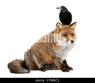 Alten Rotfuchs Vulpes Vulpes, 15 Jahre alt, und Rook, Corvus Frugilegus, 3 Jahre alt, vor weißem Hintergrund Stockfoto