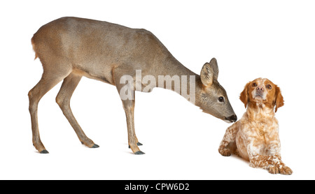 Europäische Rehe, Capreolus Capreolus, 3 Jahre alt, betrachtet man Hund vor weißem Hintergrund Stockfoto