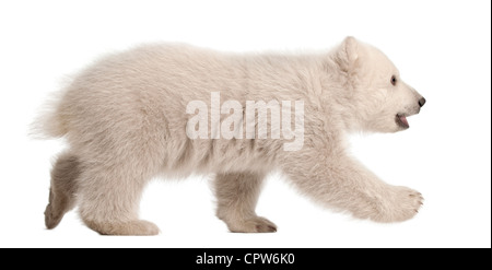 Polar Bear Cub, Ursus Maritimus, 3 Monate alt, Fuß vor weißem Hintergrund Stockfoto