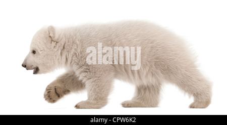 Polar Bear Cub, Ursus Maritimus, 3 Monate alt, Fuß vor weißem Hintergrund Stockfoto