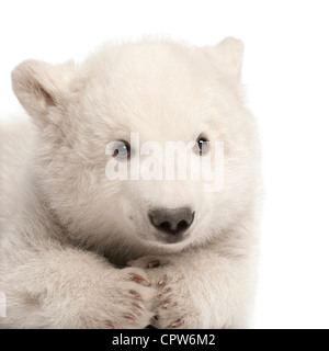 Polar Bear Cub, Ursus Maritimus, 3 Monate alt, Porträt vor weißem Hintergrund Stockfoto