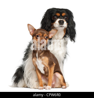 Chihuahua Welpen und Cavalier King Charles Spaniel, 6 Monate und 5 Jahre alt, sitzt vor weißem Hintergrund Stockfoto