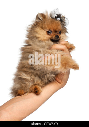 Spitz, 4 Monate alt, gehalten in der hand vor weißem Hintergrund Stockfoto