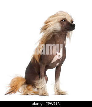 Chinese Crested Dog, 9 Monate alt, sitzt vor weißem Hintergrund Stockfoto